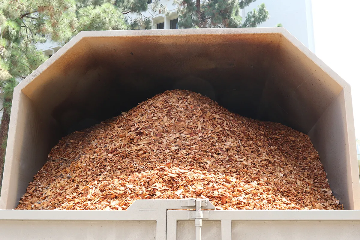 Wood chips from a ISHB-infested sycamore. Source: John Kabashima, UCCE
