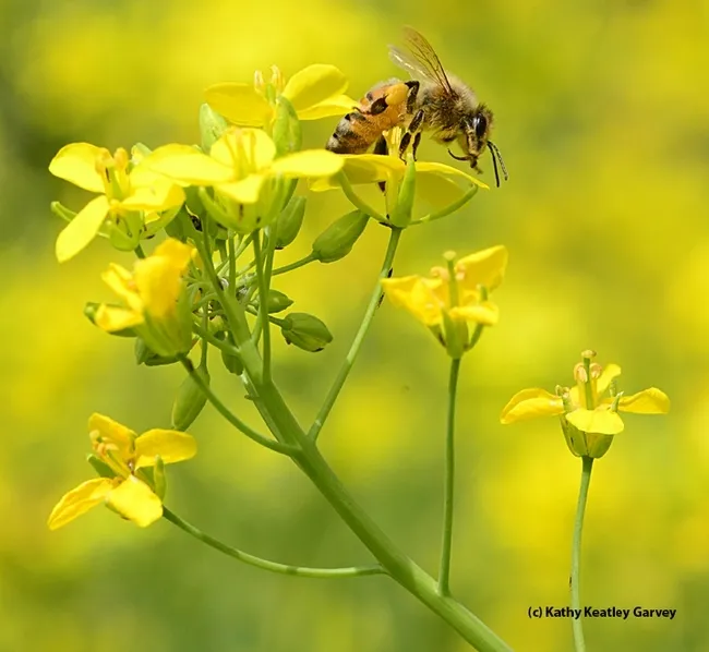 Honey bee foraging on mustard. (Photo by Kathy Keatley Garvey)
