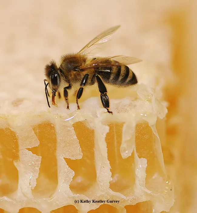 A honey bee on a honey comb. (Photo by Kathy Keatley Garvey)