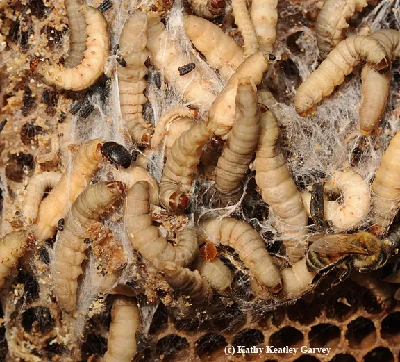 The small hive beetle (black insect at left) spells trouble in a bee hive. The major problem here, though, is the larvae of a wax moth. (Photo by Kathy Keatley Garvey)