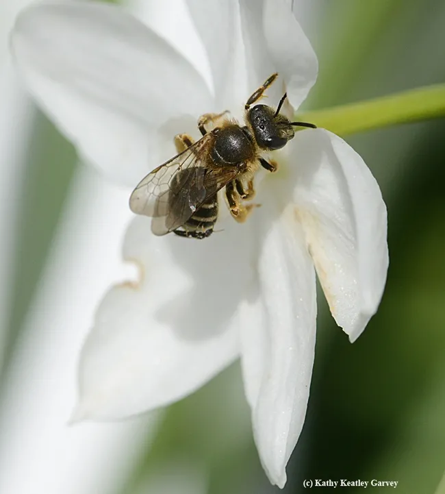 The head of the sweat bee,Halictus rubicundus. (Photo by Kathy Keatley Garvey)