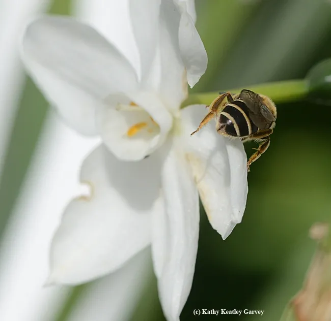 The female sweat bee, Halictus rubicundus, prepars for take-off. (Photo by Kathy Keatley Garvey)