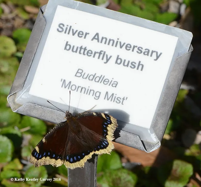 A mourning cloak, Nymphalis antiopa, as photographed Feb. 6, 2016 in the Carolee Shields White Flower Garden and Gazebo, UC Davis Arboretum. (Photo by Kathy Keatley Garvey)