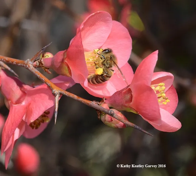 Honey bee foraging on flowering quince. (Photo by Kathy Keatley Garvey)