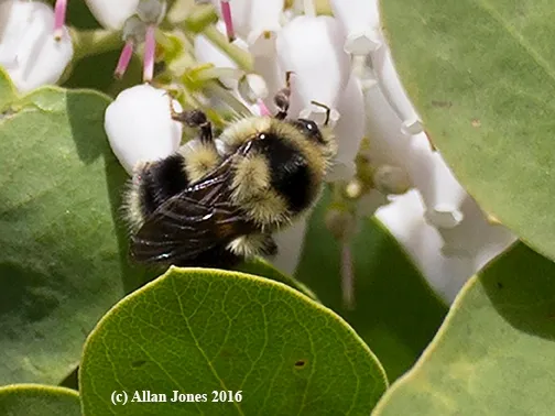 Bumble bee, Bombus melanopygus, foraging in manzanita on Feb. 12. (Photo by Allan Jones)