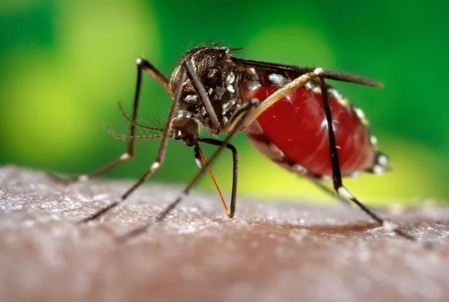 The Aedes aegypti mosquito. (Photo courtesy of CDC)