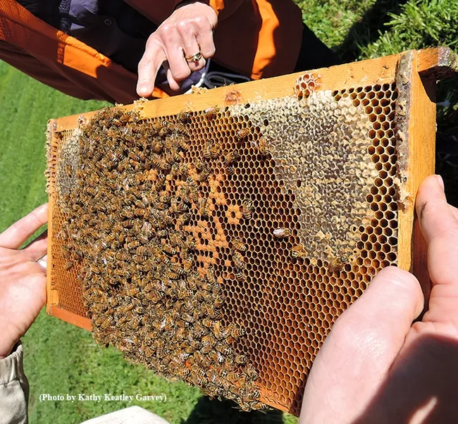 Close-up of a frame. (Photo by Kathy Keatley Garvey)