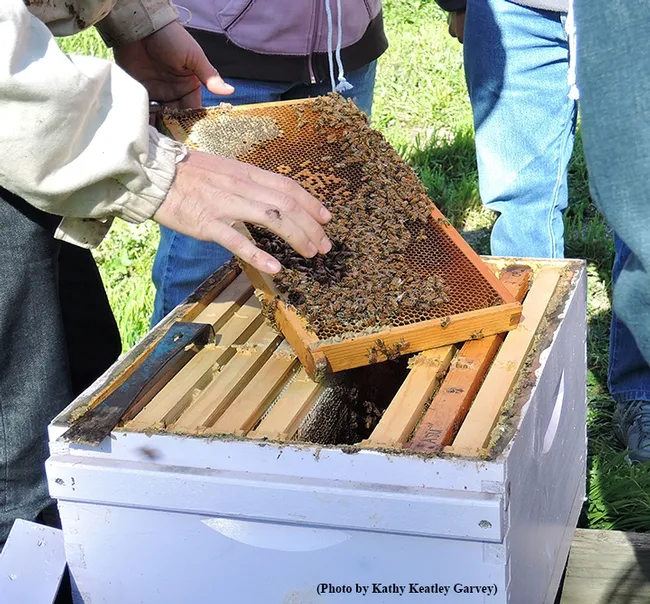 The hands of Charley Nye, staff research associate and manager of the Harry H. Laidlaw Jr. Honey Bee Research Facility. (Photo by Kathy Keatley Garvey)