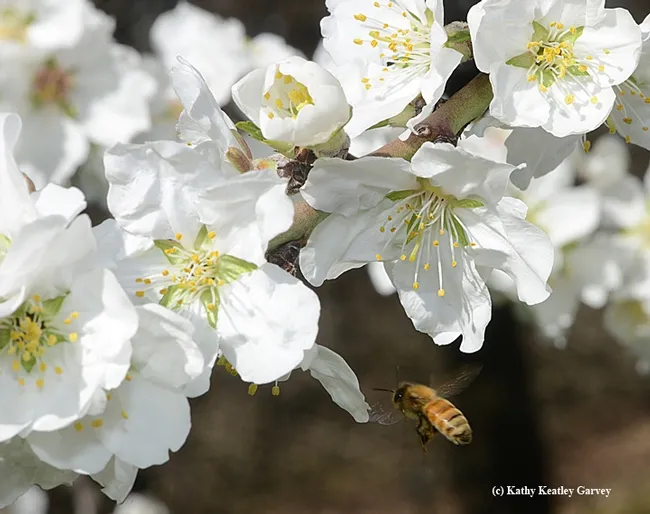 A honey bee heads toward almond blossoms on Bee Biology Road, UC Davis. (Photo by Kathy Keatley Garvey)