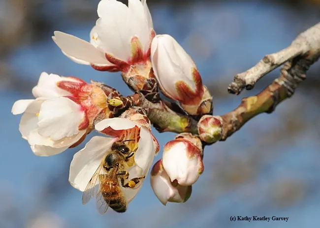 A honey bee pollinating an almond blossom. (Photo by Kathy Keatley Garvey)