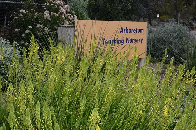 The UC Davis Arboretum Teaching Nursery will be the site of a Member Appreciation Sale on Saturday, March 12. Prospective members can join at the door. (Photo by Kathy Keatley Garvey)