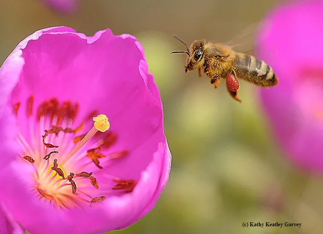 A honey bee, Apis mellifera, heading toward a rock purslane. (Photo by Kathy Keatley Garvey)