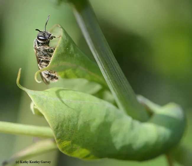 A tiny sweat bee, Lasioglossum, subgenus Evylaeus, on a passionflower vine (Passiflora). (Photo by Kathy Keatley Garvey)