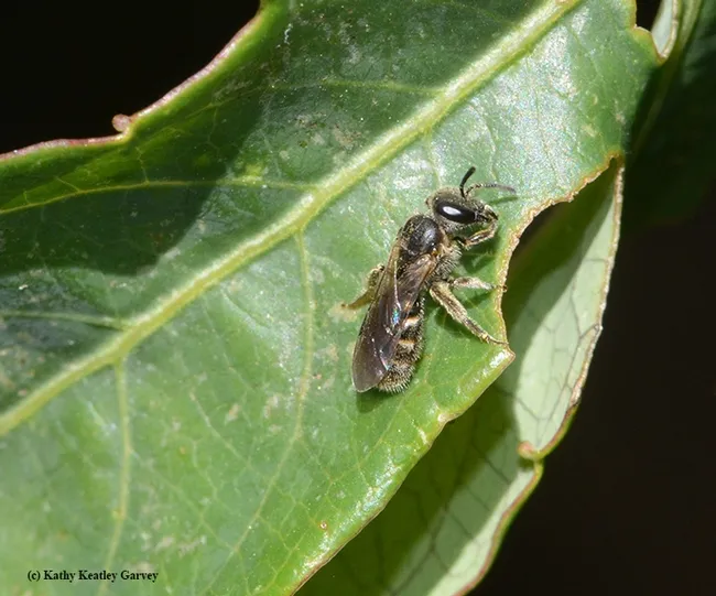 Close-up of a tiny sweat bee, genus Lasioglossum, subgenus Evylaeus, on a passionflower vine (Passiflora). (Photo by Kathy Keatley Garvey)