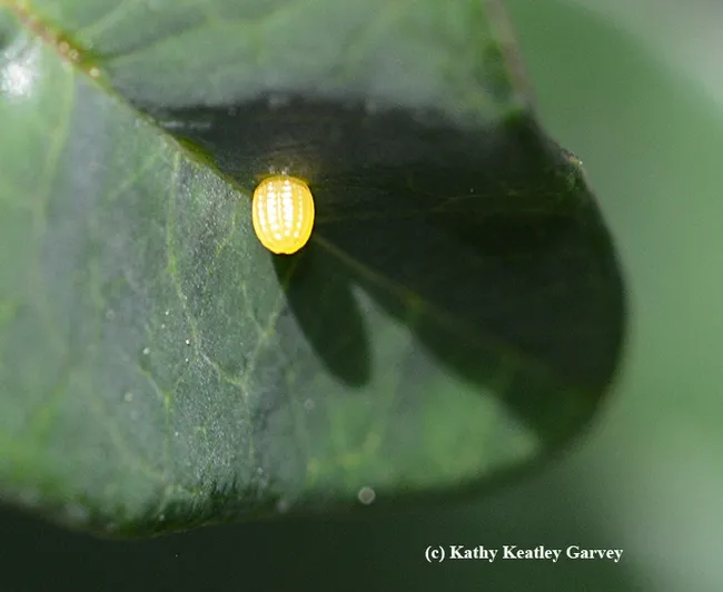 This is one of the eggs that the Gulf Fritillary laid on a leaf on March 26. They lay their eggs singly. They are about the size of a pinhead. (Photo by Kathy Keatley Garvey)
