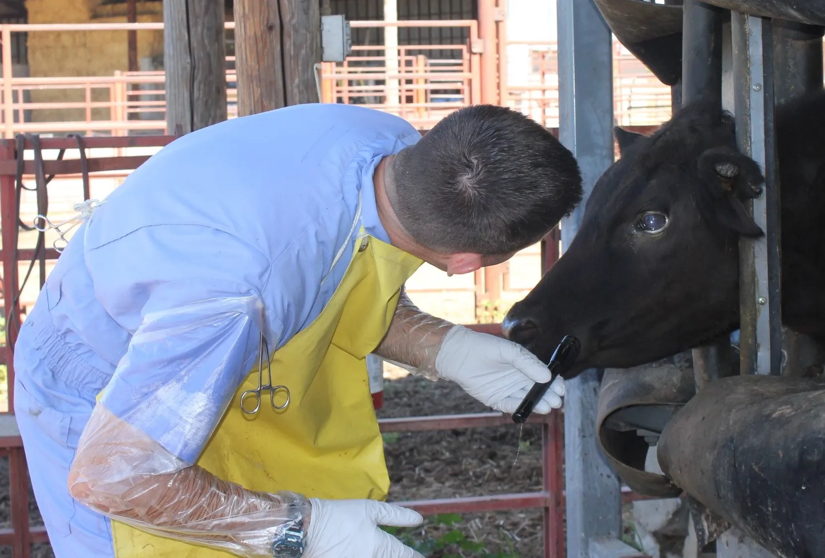 Image of UC Davis Vet Med Researcher, Dr. John Angelos observing a beef cow for liasions to the eye from the effects of pinkeye