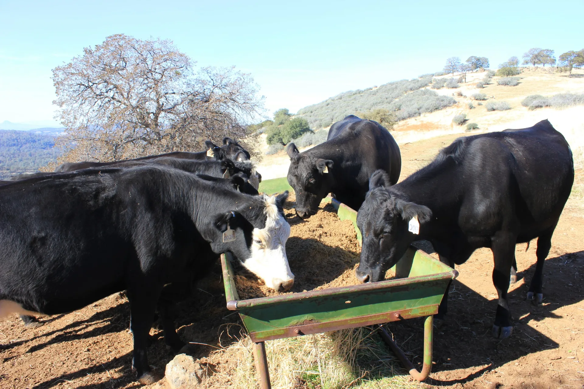 Image of SFREC Beef Cattle consuming spent brewer's grains on rangeland as a alternative to commercially available supplements of equal crude protien