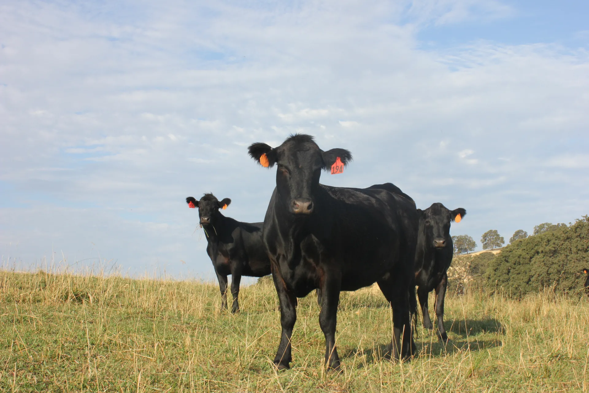 Image of weaned steers on irrigated pasture, grazing at SFREC.