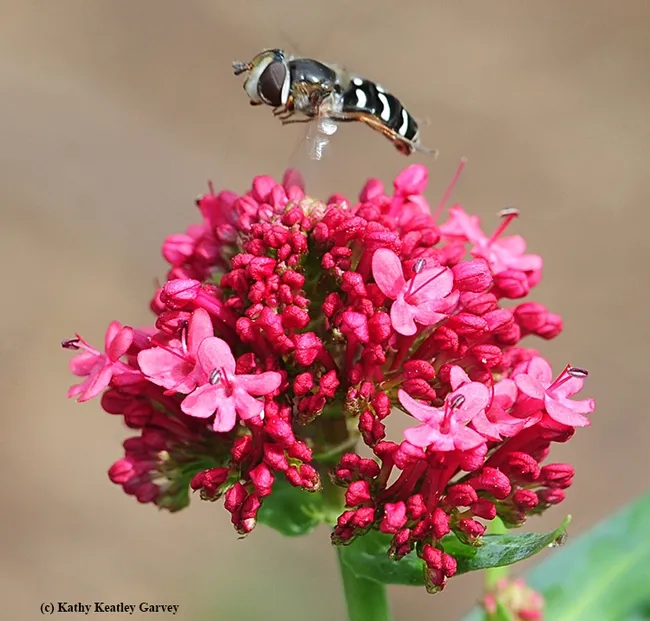 A syrphid, also known as a hover fly or flower fly, hovering over Jupiter's Beard. Flies are pollinators, too! (Photo by Kathy Keatley Garvey)