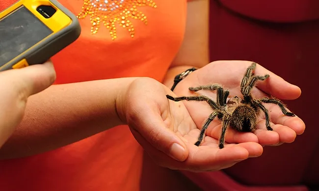 Smile! A picnicker points her cell phone at a rose-haired tarantula at the Bohart Museum of Entomology. (Photo by Kathy Keatley Garvey)