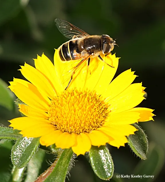 A drone fly on a gum plant blossom. (Photo by Kathy Keatley Garvey)