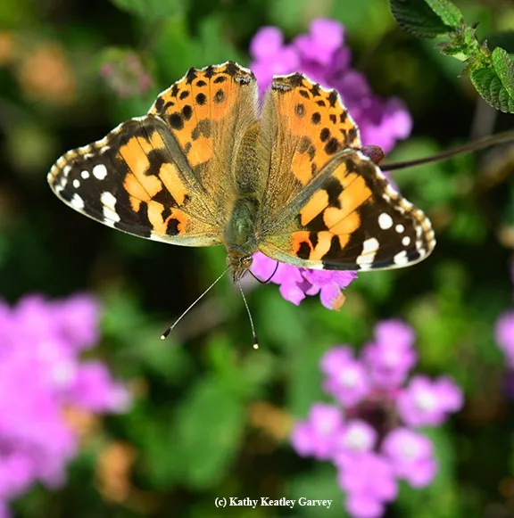 Painted lady butterflies will be part of the Pollinator Pavilion at Briggs Hall. This one is a female. There will be live insects and photographic images. (Photo by Kathy Keatley Garvey)