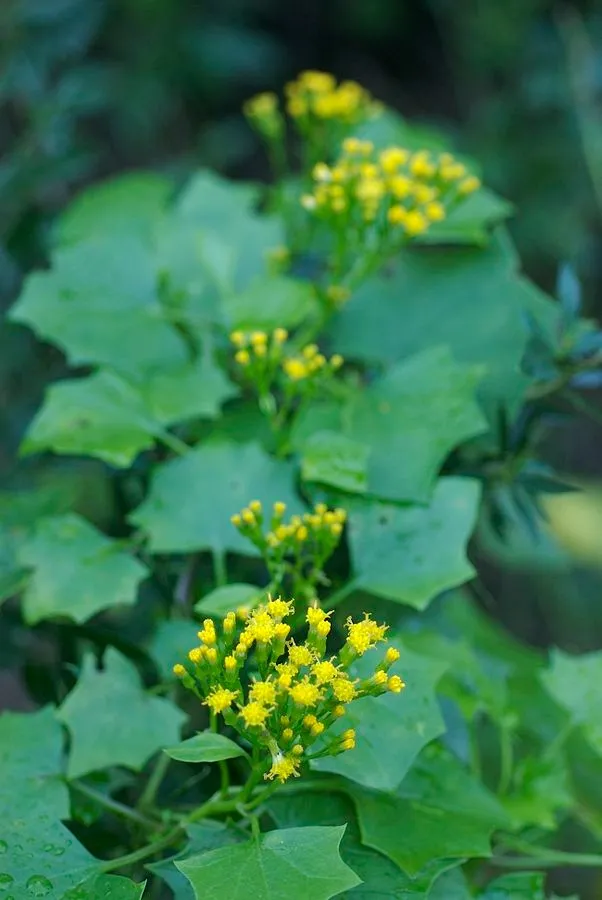 Delairea odorata - photo by Eric in SF at Wikimedia Commons