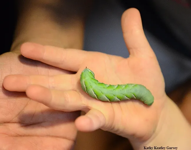 A tobacco hornworm, a pest of tomatoes (as is the tomato hornworm), crawls on a youngster's hand at the Bohart Museum of Entomology. (Photo by Kathy Keatley Garvey)