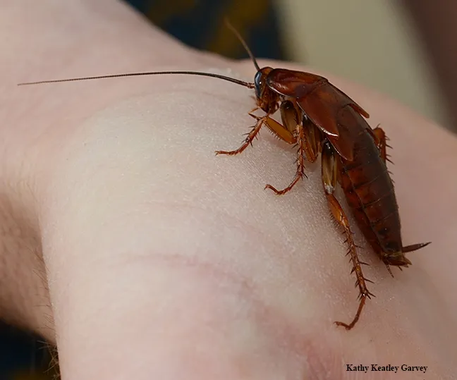 This American cockroach, Periplaneta americana, competed in the cochroach races at Briggs Hall. It won its race. (Photo by Kathy Keatley Garvey)