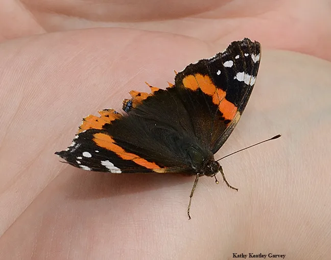 A Red Admiral butterfly, Vanessa atalanta, at the Pollinator Pavilion at Briggs Hall. Graduate student Margaret "Rei" Scampavia coordinated the exhibit at Briggs Hall. (Photo by Kathy Keatley Garvey)