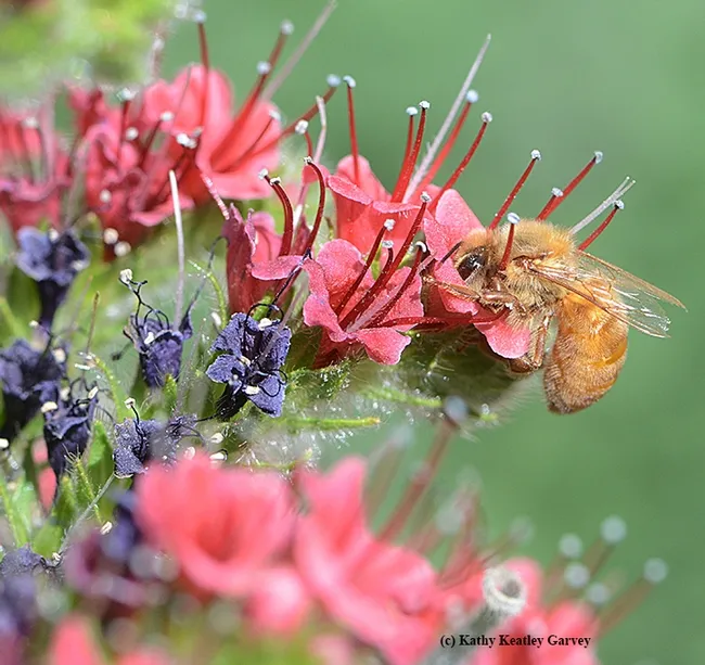 A cordovan honey bee dives head first in a tower of jewels blossom. (Photo by Kathy Keatley Garvey)