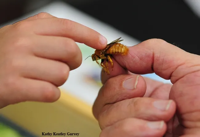 A male Valley carpenter bee, Xylocopa varipuncta, is the center of attention. The bee, also known as "the teddy bear bee," is frequently found in the Haagen-Dazs Honey Bee Haven. Males cannot sting. (Photo by Kathy Keatley Garvey)