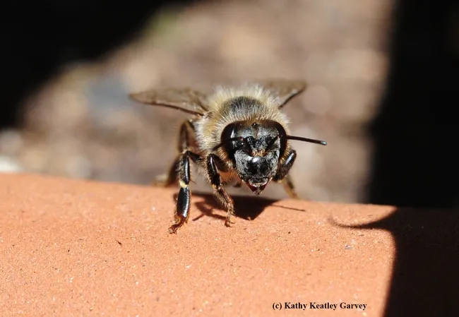 Am I good to go? The honey bee finishes cleaning her tongue and stares at the photographer. (Photo by Kathy Keatley Garvey)