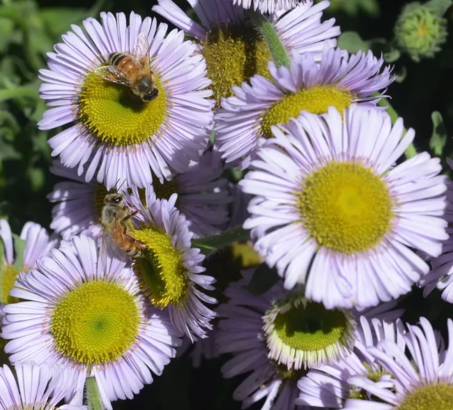 Honey bees foraging in the haven on seaside daisies, Erigeron glaucus "Wayne Roderick." (Photo by Kathy Keatley Garvey)