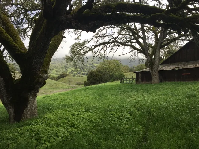 Hopland in early spring, when grasses are tillering.