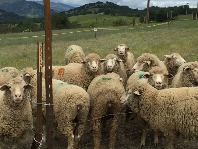 Sheep having a square meal (18 m x 18 m of goatgrass).
