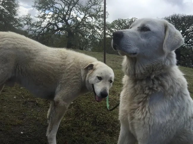 The research sheep were heavily guarded.