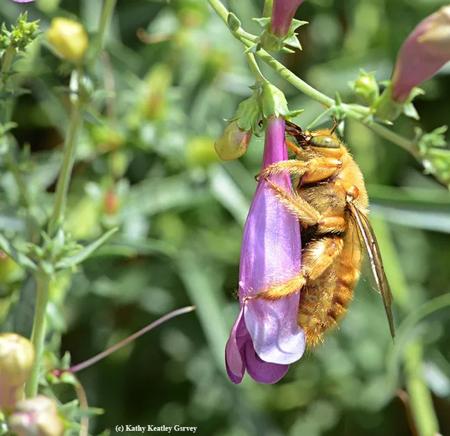 The male valley carpenter bee, aka "teddy bee," straddles a penstemon. (Photo by Kathy Keatley Garvey)