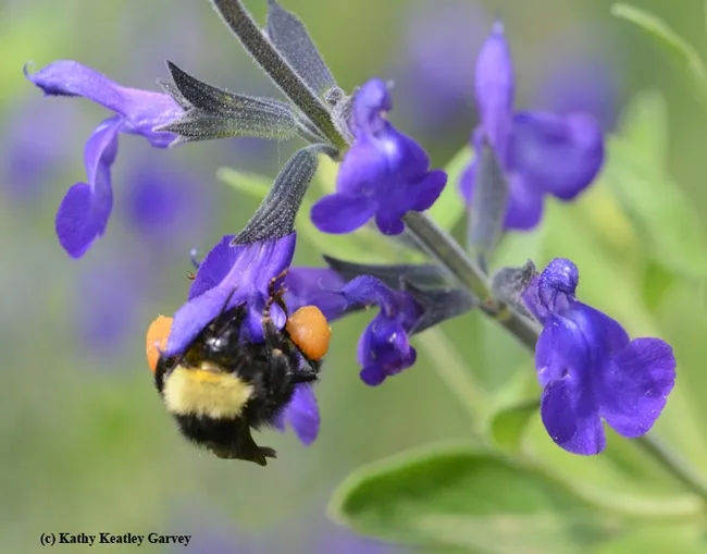 A black-faced bumble bee, Bombus californicus, adjusting a heavy pollen load, visits "Purple Ginny" sage in the Häagen-Dazs Honey Bee Haven, UC Davis. (Photo by Kathy Keatley Garvey)