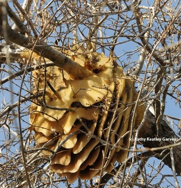 Scientists are studying feral colonies for Africanized bee expansion. This photo was taken in 2011 in a Vacaville backyard; the European honey bee colony was a joy to the homeowner until its collapse. (Photo by Kathy Keatley Garvey)