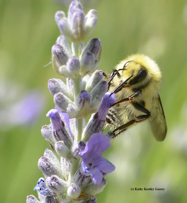 Another lavender blossom draws the attention of the male bumble bee, Bombus vandykei, (Photo by Kathy Keatley Garvey)