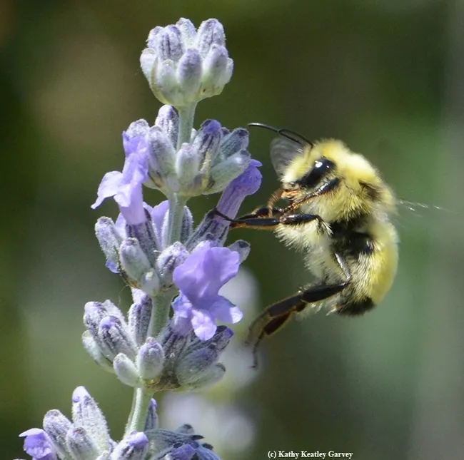 Side view of the male bumble bee, Bombus vandykei. (Photo by Kathy Keatley Garvey)