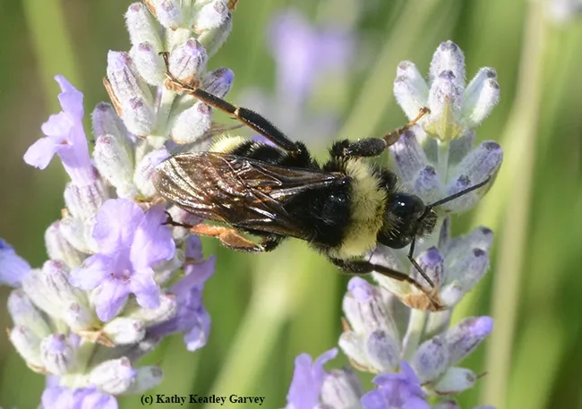 All mine! The black-faced bumble bee, Bombus californicus, takes control. (Photo by Kathy Keatley Garvey)