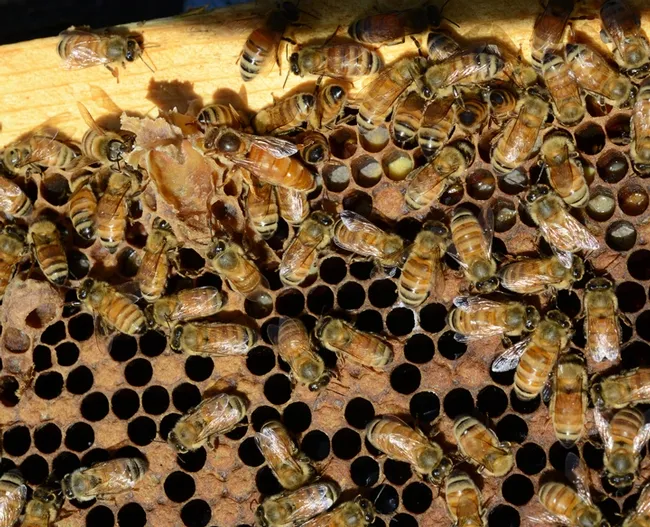 Find the queen? This photo was taken in the apiary of Jackie Park-Burris Queens, Palo Cedro. (Photo by Kathy Keatley Garvey)