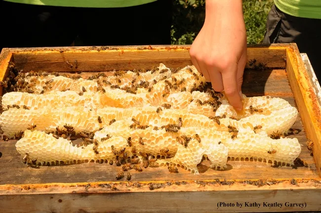 Honey is a special treat fresh off the frame. (Photo by Kathy Keatley Garvey)