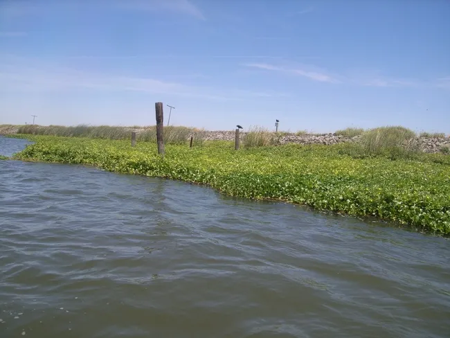 Water hyacinth and water primrose in the Delta