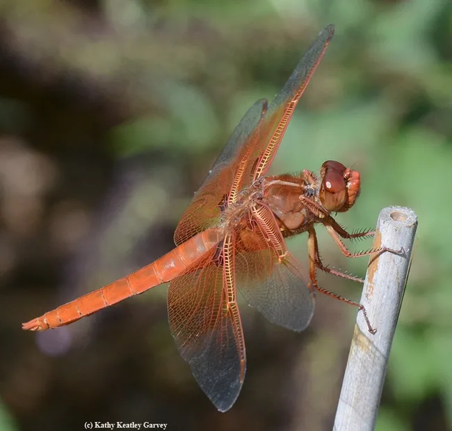 Red flameskimmer dragonfly perching on a bamboo stake. (Photo by Kathy Keatley Garvey)