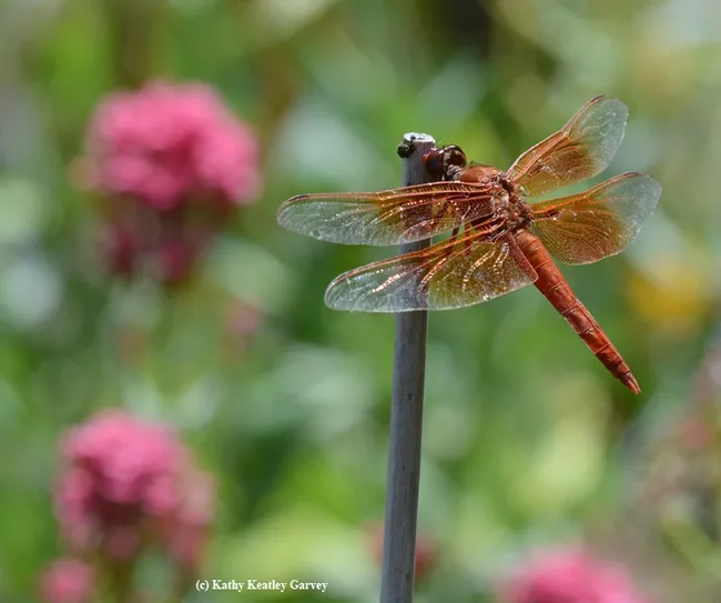 Red flameskimmer blends in a background filled with Jupiter's beard. (Photo by Kathy Keatley Garvey)