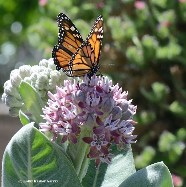The glow of a monarch butterfly is like a stained glass window.(Photo by Kathy Keatley Garvey)