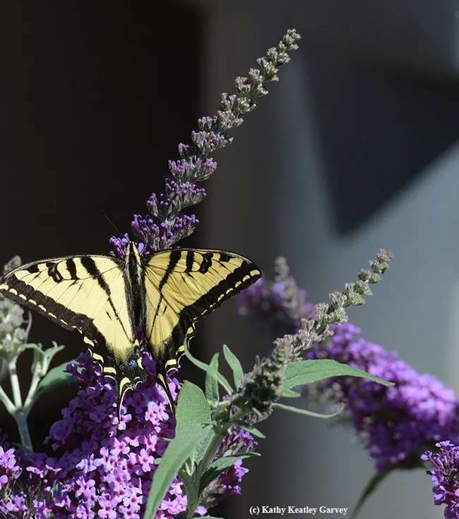 A Western tiger swallowtail foraging on a butterfly bush, Buddleia. (Photo by Kathy Keatley Garvey)